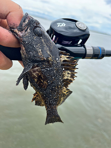 タケノコメバルの釣果