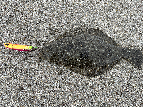 マゴチの釣果