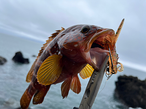 キジハタの釣果