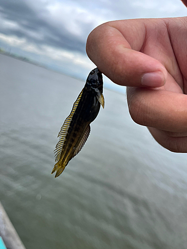 ギンポの釣果