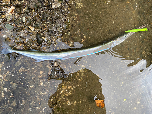 ダツの釣果