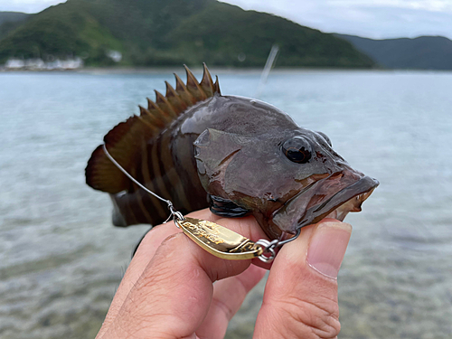 カンモンハタの釣果