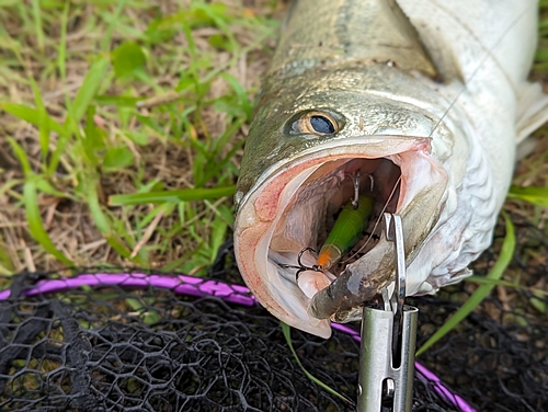 シーバスの釣果