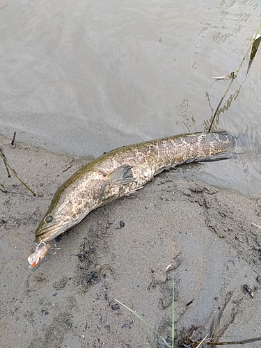 タイワンドジョウの釣果