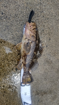 タケノコメバルの釣果