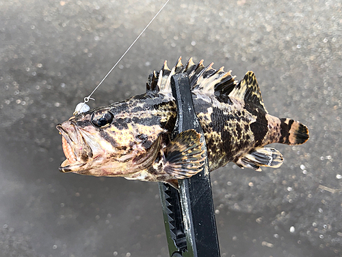 タケノコメバルの釣果