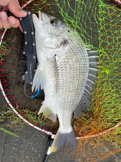 キチヌの釣果