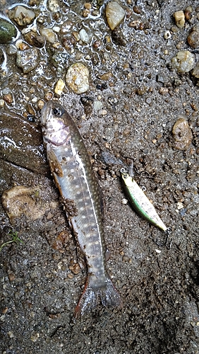 イワナの釣果