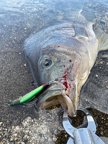 ティラピアの釣果