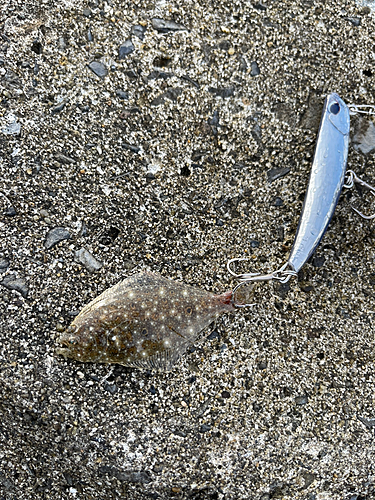 マゴチの釣果