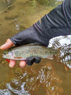 ニジマスの釣果