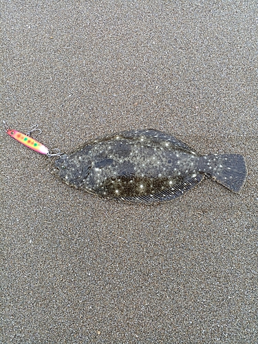 ソゲの釣果