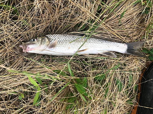 ナマズの釣果