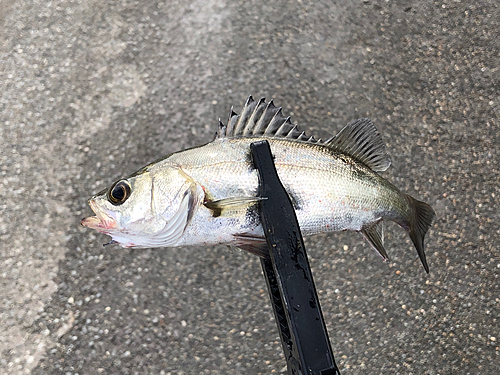 セイゴ（マルスズキ）の釣果