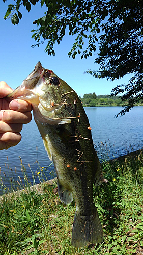 ブラックバスの釣果