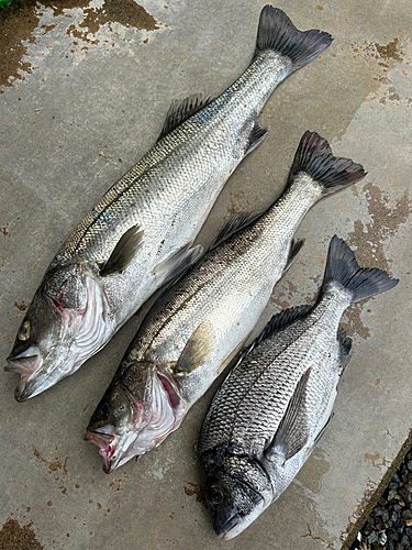 シーバスの釣果