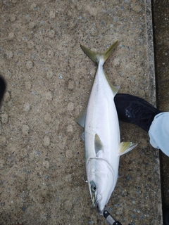 メジロの釣果