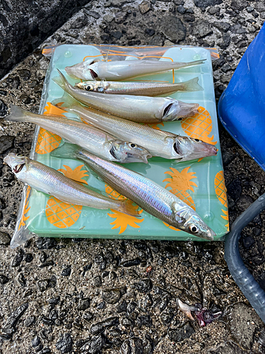 シロギスの釣果