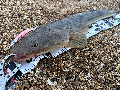 マゴチの釣果