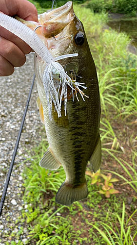 ラージマウスバスの釣果