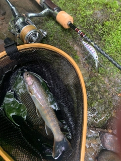 イワナの釣果