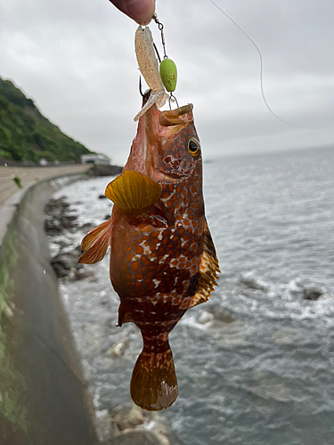 キジハタの釣果