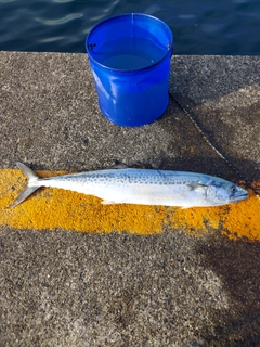 サワラの釣果