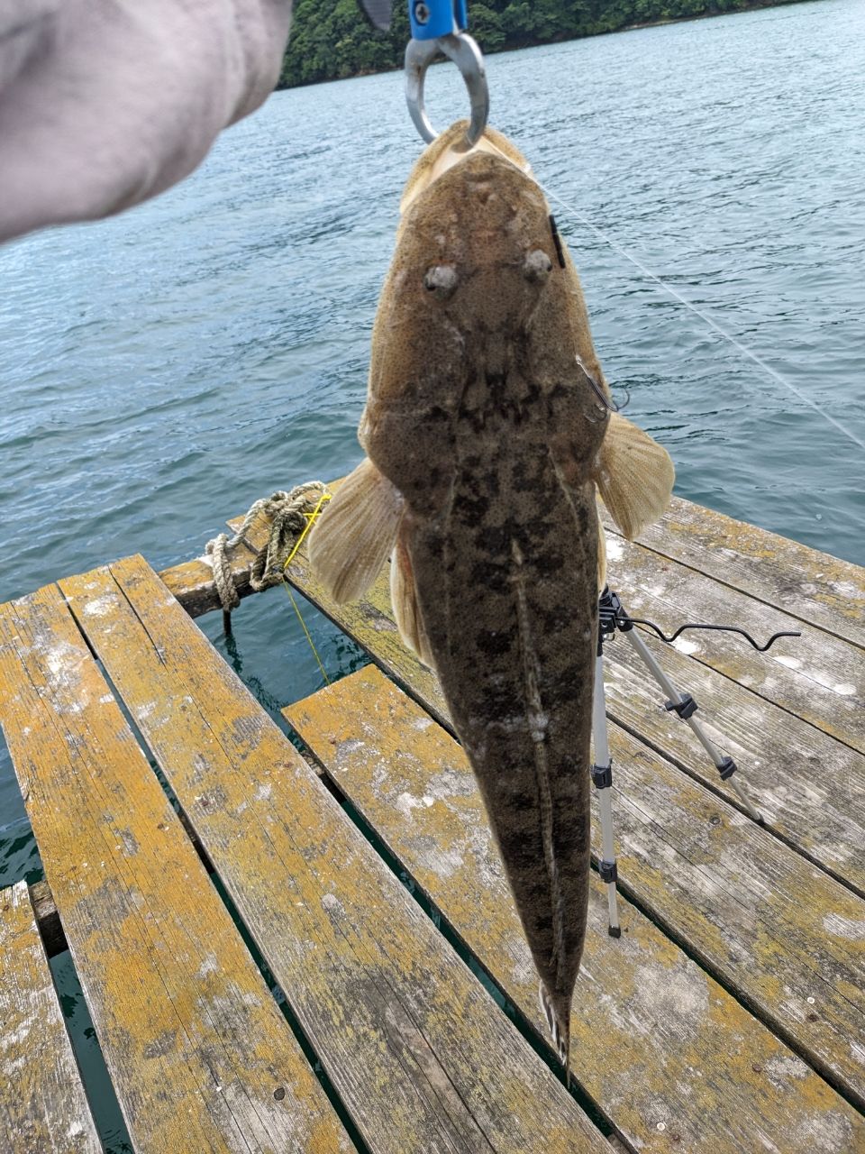 とむたむさんの釣果 1枚目の画像