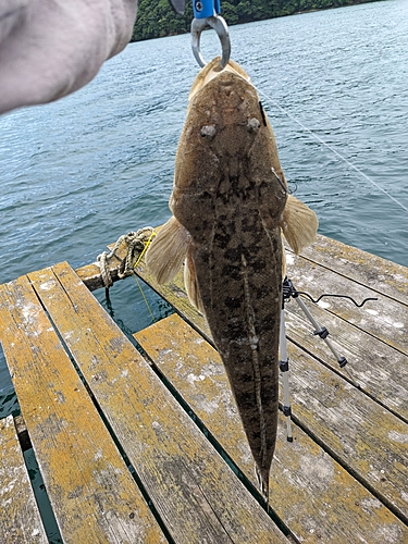 マゴチの釣果