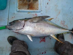 キハダマグロの釣果