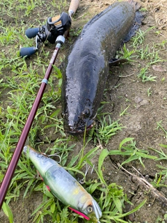 ライギョの釣果