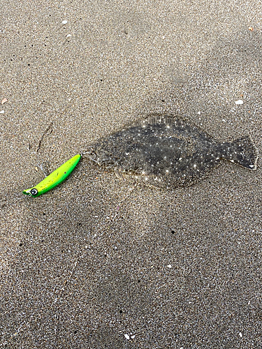 ソゲの釣果