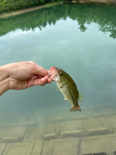 ラージマウスバスの釣果