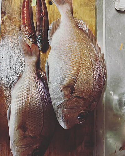 タイの釣果