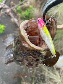 チャイロマルハタの釣果