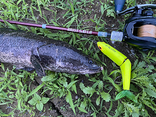 ライギョの釣果