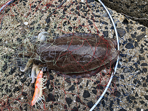 コウイカの釣果