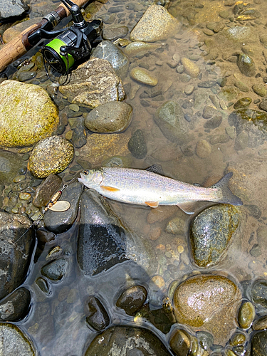 ニジマスの釣果