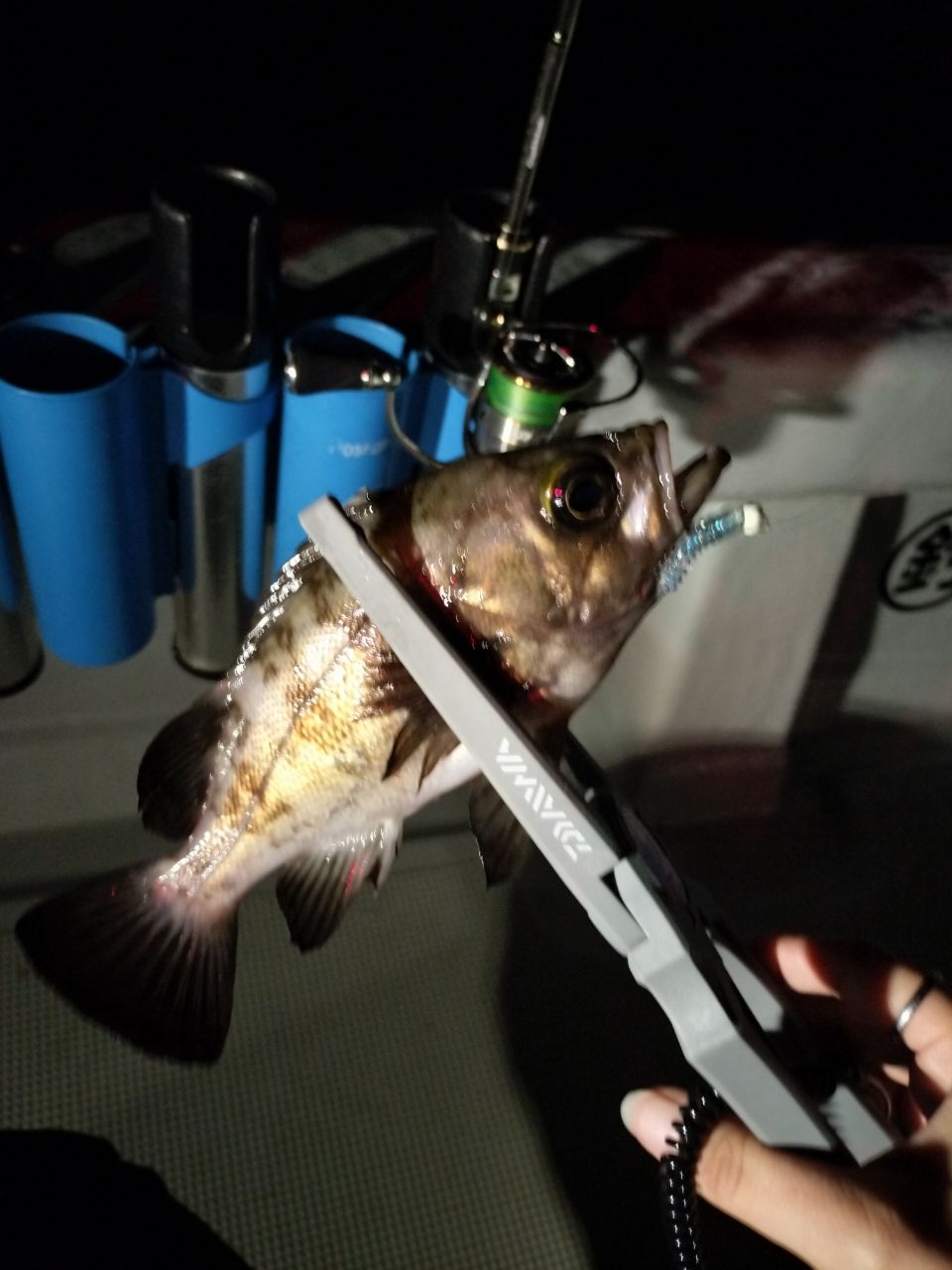 OBIさんの釣果 2枚目の画像