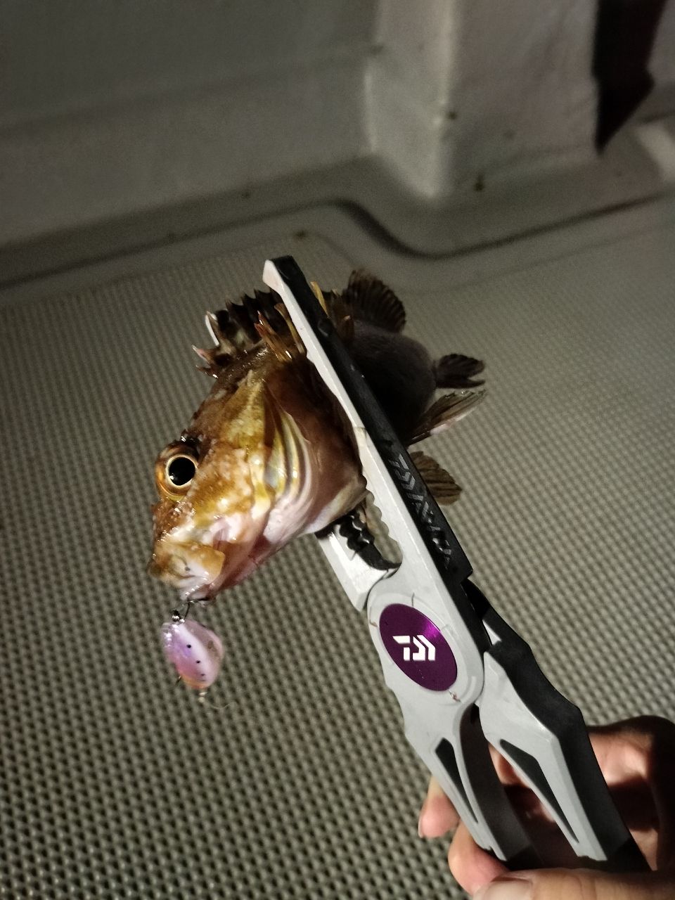 OBIさんの釣果 3枚目の画像
