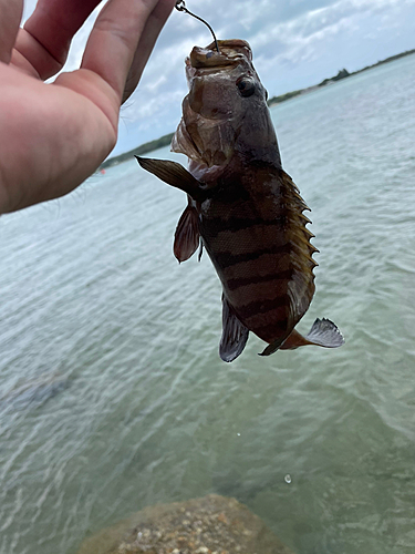 ヤミハタの釣果