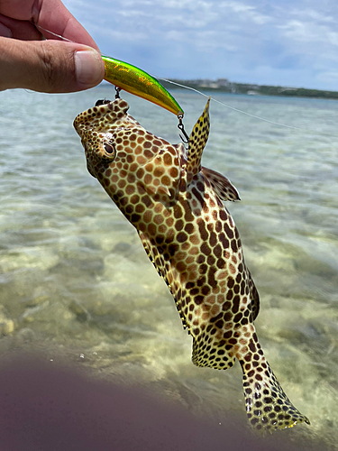 イシミーバイの釣果