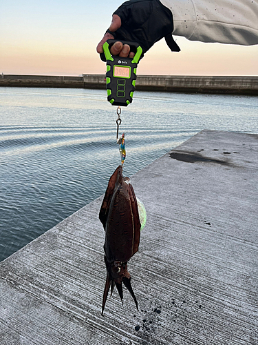 モンゴウイカの釣果