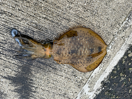 モンゴウイカの釣果