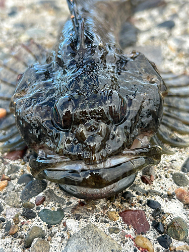 マカジカの釣果