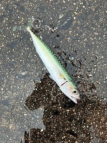 サバの釣果