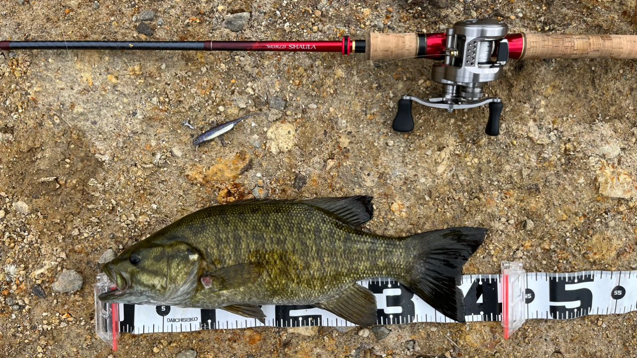 18 ワールドシャウラ　1651FF-3 SHIMANO 18ワールドシャウラ 1651FF-3の最安値・インプレ・釣果