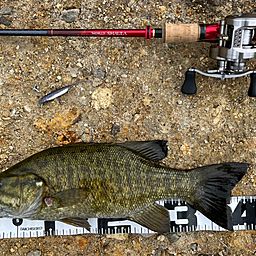 スモールマウスバス