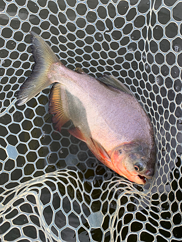 コロソマの釣果