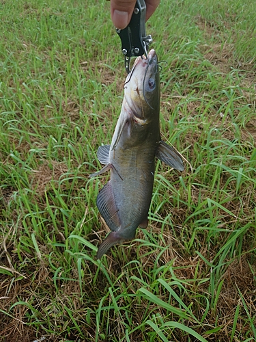 アメリカナマズの釣果